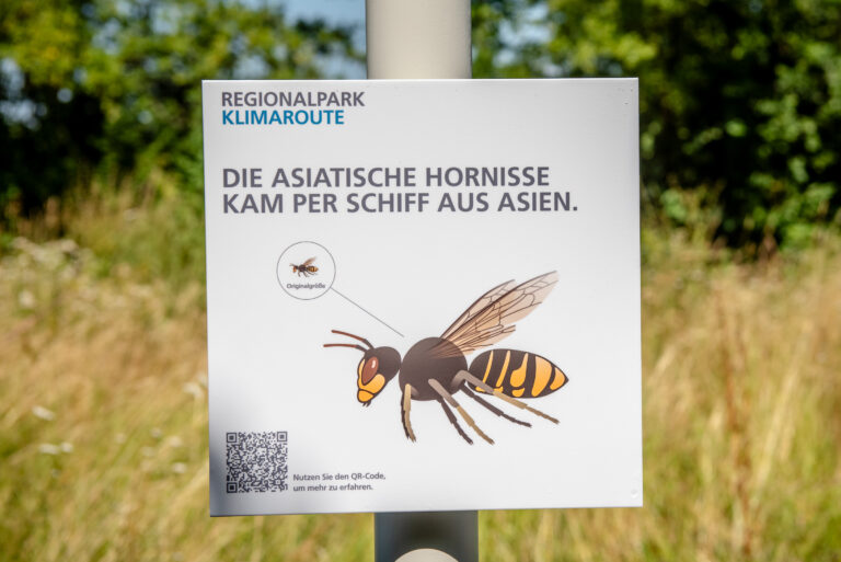 Regionalpark Klimaroute Asiatische Hornisse