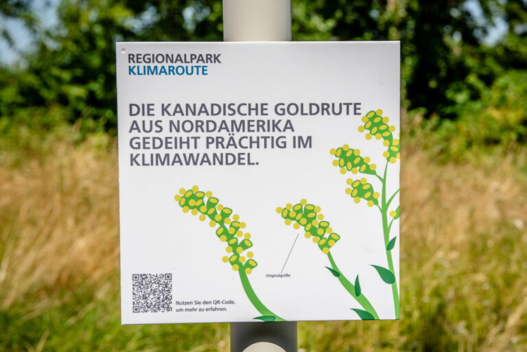 Regionalpark Klimaroute Station Fauna Flora Schild Goldrute